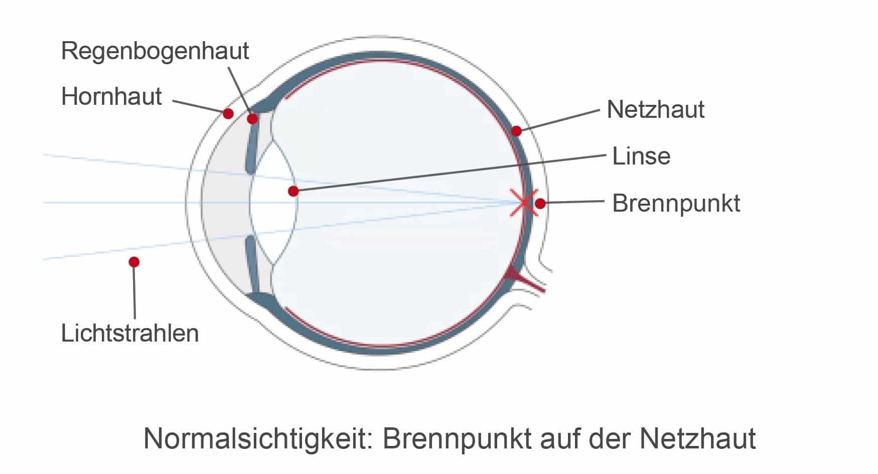Das normalsichtige Auge